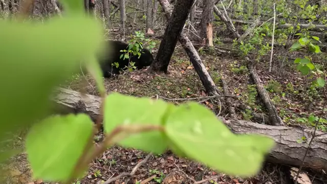 Mossberg Spring Bear Hunt Canada Sights and Sounds