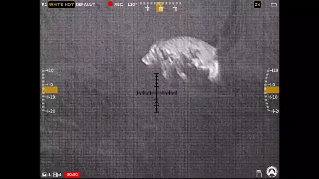 Wilson Combat Hog Hunt