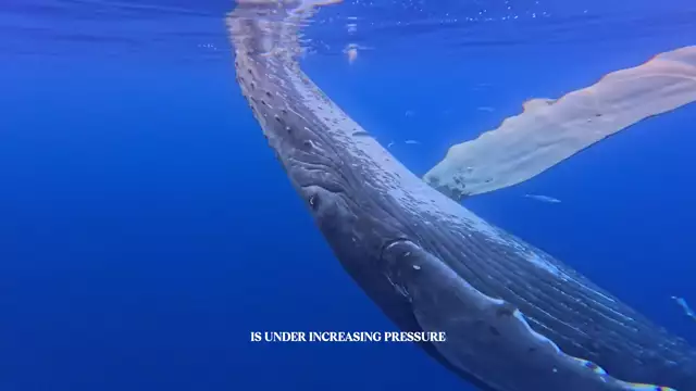 Salty Rayne - Ocean Conservation