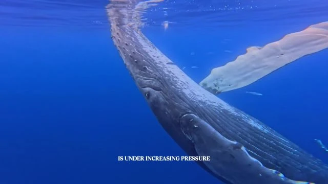 Salty Rayne - Ocean Conservation