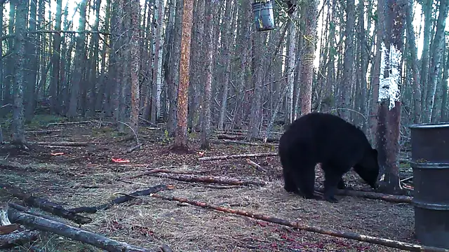 Into the Black - Hunting Black Bears in Alberta Chapter I