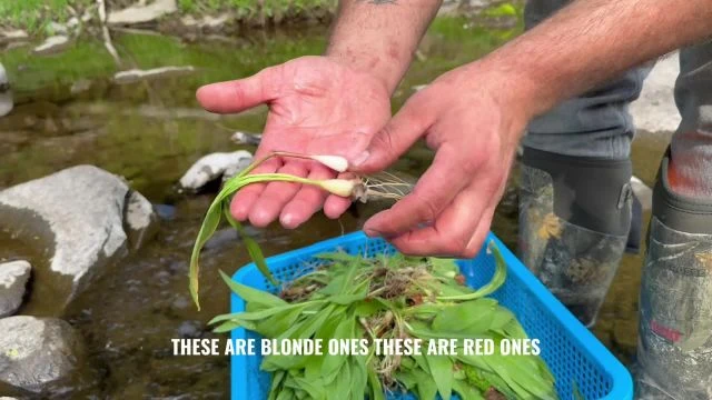 Edible Spring Plants
