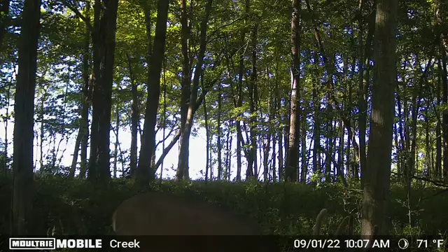 Early Season Buck